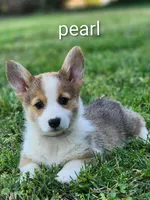 Pearl, a female Pembroke Welsh Corgi for sale in Winston-Salem, NC – 1 of 4