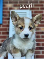Pearl, a female Pembroke Welsh Corgi for sale in Winston-Salem, NC – Photo 2 of 5