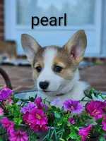 Pearl, a female Pembroke Welsh Corgi for sale in Winston-Salem, NC – 3 of 4