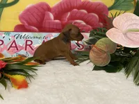 Rebel AKC, a male Miniature Pinscher for sale in Winston-Salem, NC – 3 of 7