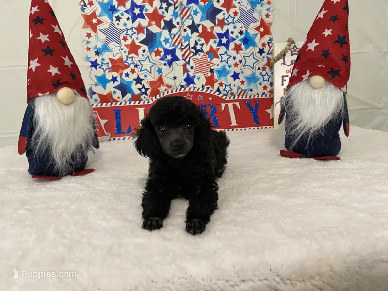 Bianca AKC – Poodle - Toy  puppy for sale in Winston-Salem, NC