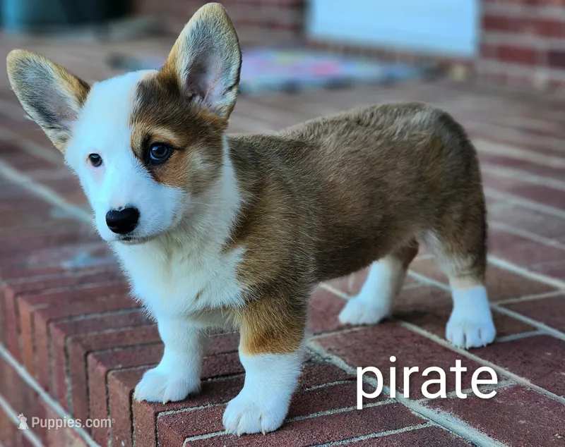 Pirate – Pembroke Welsh Corgi puppy for sale in Winston-Salem, NC