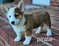 Pirate, a male Pembroke Welsh Corgi for sale in Winston-Salem, NC – 1 of 3