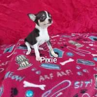 Pixie, a female Chihuahua for sale in Winston-Salem, NC – Photo 2 of 6