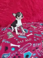 Pixie, a female Chihuahua for sale in Winston-Salem, NC – Photo 2 of 6