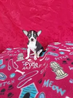 Pixie, a female Chihuahua for sale in Winston-Salem, NC – Photo 5 of 6