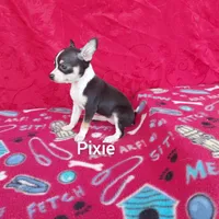 Pixie, a female Chihuahua for sale in Winston-Salem, NC – Photo 4 of 6