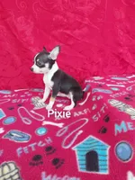 Pixie, a female Chihuahua for sale in Winston-Salem, NC – Photo 4 of 6