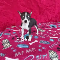 Pixie, a female Chihuahua for sale in Winston-Salem, NC – Photo 3 of 6