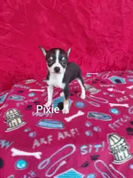 Pixie, a female Chihuahua for sale in Winston-Salem, NC – Photo 3 of 6