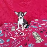 Pixie, a female Chihuahua for sale in Winston-Salem, NC – Photo 1 of 6
