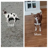 Pixie, a female Chihuahua for sale in Winston-Salem, NC – Photo 6 of 6