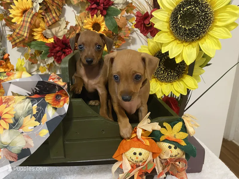 Ruby AKC – Miniature Pinscher puppy for sale in Winston-Salem, NC