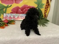 Tiny Toy, a female Poodle - Toy  for sale in Winston-Salem, NC – 4 of 5
