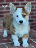 Pirate, a male Pembroke Welsh Corgi for sale in Winston-Salem, NC – 2 of 3