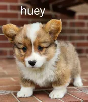 Huey, a male Pembroke Welsh Corgi for sale in Winston-Salem, NC – Photo 5 of 5