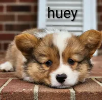 Huey, a male Pembroke Welsh Corgi for sale in Winston-Salem, NC – Photo 2 of 5