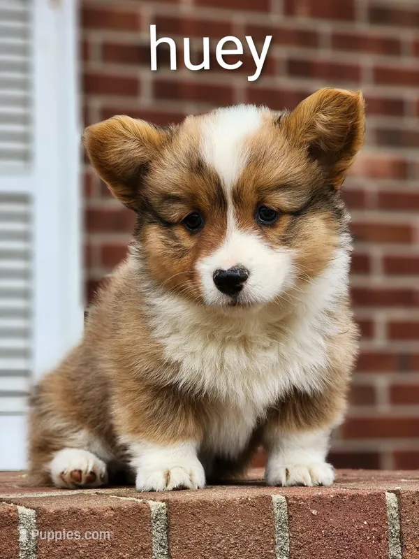Huey – Pembroke Welsh Corgi puppy for sale in Winston-Salem, NC