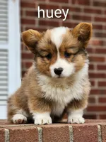 Huey, a male Pembroke Welsh Corgi for sale in Winston-Salem, NC – Photo 1 of 5