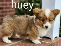Huey, a male Pembroke Welsh Corgi for sale in Winston-Salem, NC – Photo 3 of 5