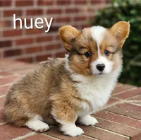Huey, a male Pembroke Welsh Corgi for sale in Winston-Salem, NC – Photo 4 of 5