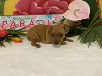 Ruby AKC, a female Miniature Pinscher for sale in Winston-Salem, NC – 6 of 6