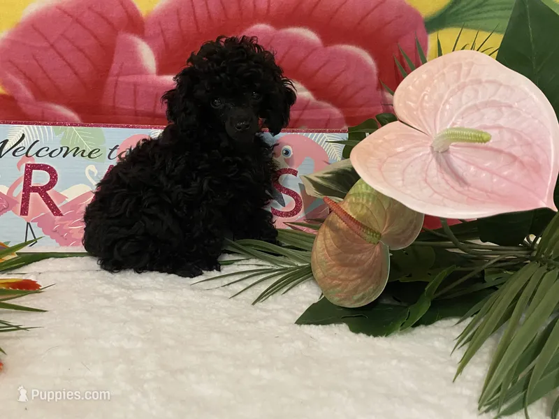 Tiny Toy – Poodle - Toy  puppy for sale in Winston-Salem, NC