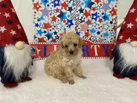 Biscuit AKC, a male Poodle - Toy  for sale in Winston-Salem, NC – 4 of 4