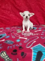 Casper, a male Chihuahua for sale in Winston-Salem, NC – Photo 1 of 5