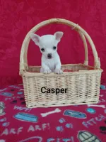 Casper, a male Chihuahua for sale in Winston-Salem, NC – Photo 2 of 5