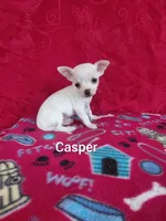 Casper, a male Chihuahua for sale in Winston-Salem, NC – Photo 3 of 5