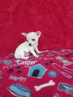 Casper, a male Chihuahua for sale in Winston-Salem, NC – Photo 4 of 5