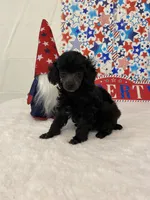 Bianca AKC, a female Poodle - Toy  for sale in Winston-Salem, NC – 4 of 4