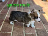 Gatsby, a male Pembroke Welsh Corgi for sale in Winston-Salem, NC – Photo 3 of 4