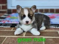 Gatsby, a male Pembroke Welsh Corgi for sale in Winston-Salem, NC – Photo 4 of 4