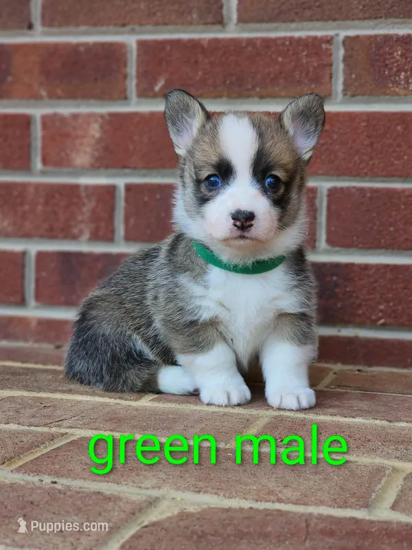 Gatsby – Pembroke Welsh Corgi puppy for sale in Winston-Salem, NC