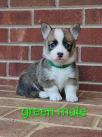 Gatsby, a male Pembroke Welsh Corgi for sale in Winston-Salem, NC – Photo 1 of 4