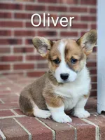 Oliver, a male Pembroke Welsh Corgi for sale in Winston-Salem, NC – Photo 4 of 4
