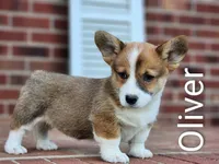 Oliver, a male Pembroke Welsh Corgi for sale in Winston-Salem, NC – Photo 2 of 4
