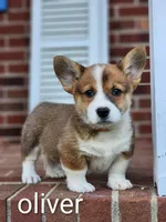 Oliver, a male Pembroke Welsh Corgi for sale in Winston-Salem, NC – Photo 1 of 4