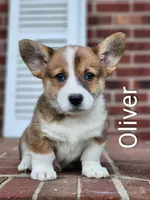 Oliver, a male Pembroke Welsh Corgi for sale in Winston-Salem, NC – Photo 3 of 4