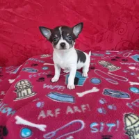Little Bit, a female Chihuahua for sale in Winston-Salem, NC – Photo 2 of 4