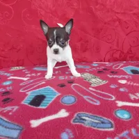 Little Bit, a female Chihuahua for sale in Winston-Salem, NC – Photo 3 of 4