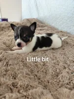 Little bit, a female Chihuahua for sale in Winston-Salem, NC – Photo 1 of 4