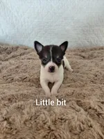 Little bit, a female Chihuahua for sale in Winston-Salem, NC – Photo 3 of 4