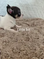 Little bit, a female Chihuahua for sale in Winston-Salem, NC – Photo 4 of 4