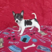 Little Bit, a female Chihuahua for sale in Winston-Salem, NC – Photo 1 of 4
