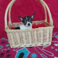 Little Bit, a female Chihuahua for sale in Winston-Salem, NC – Photo 4 of 4