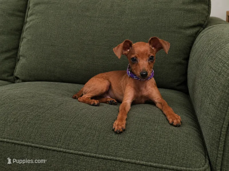 Rebel AKC – Miniature Pinscher puppy for sale in Winston-Salem, NC