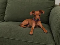 Rebel AKC, a male Miniature Pinscher for sale in Winston-Salem, NC – 1 of 4